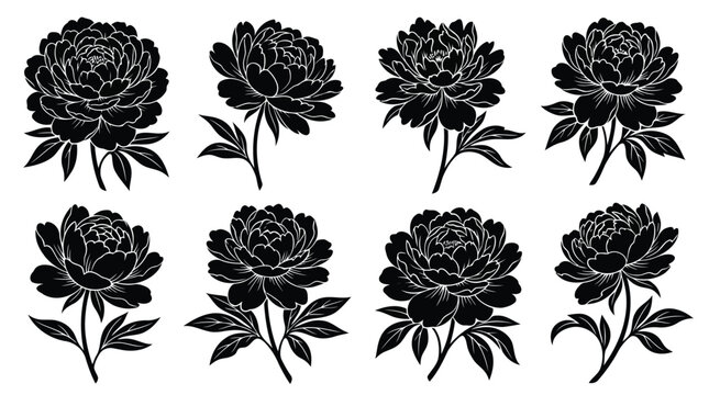 Black peony flowers set on white