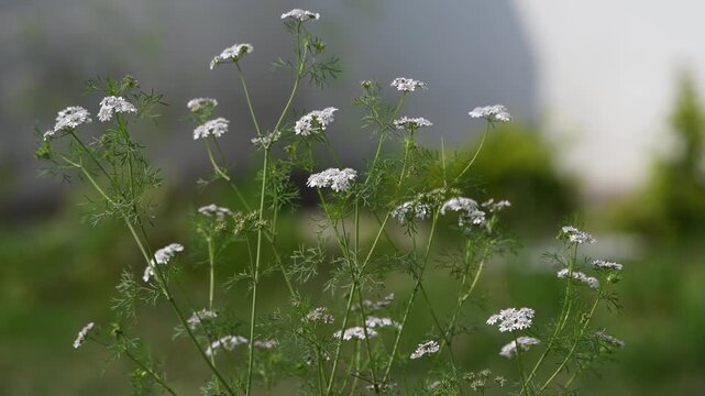 A beautiful close-up shot of a coriander plant (Coriandrum sativum) in full bloom. The visual captures the delicate, feathery green leaves and clusters of tiny white and soft pink flowers.