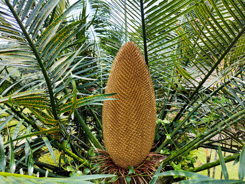 Close View of Mature Yellow Male Cone of Strobilus Haji Fern Tree (Cycas pectinata) Growing in  Malaysia Garden