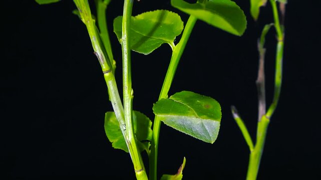 Small black parasitic tick, a potential carrier of Lyme disease, slowly climbing up the vibrant green stalk of a blueberry bush, meticulously shown against a solid black background