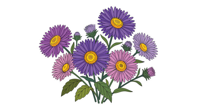Colorful aster flowers isolated on white