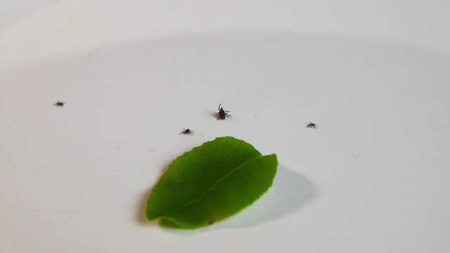Small black ticks, known carriers of Lyme disease and encephalitis, slowly crawling around a green leaf on an isolated white background, representing a significant health hazard