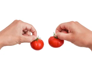 Close up of two hands holding fresh ripe red tomatoes by the stems isolated on a white background © Özgür Güvenç