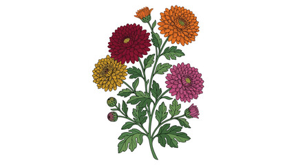 Fototapeta premium Colorful chrysanthemum flowers on white