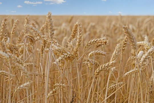 Golden wheat field with ripe grain heads - Triticum aestivum - swaying in summer sunlight. Agricultural landscape for farming, harvest, and food security concepts.