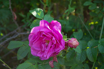 Fototapeta premium Pink rose flower blooming in summer garden. Fragrant wild flora with green leaves under bright sunlight. Nature background, botanical concept for landscape design and floral greeting card.