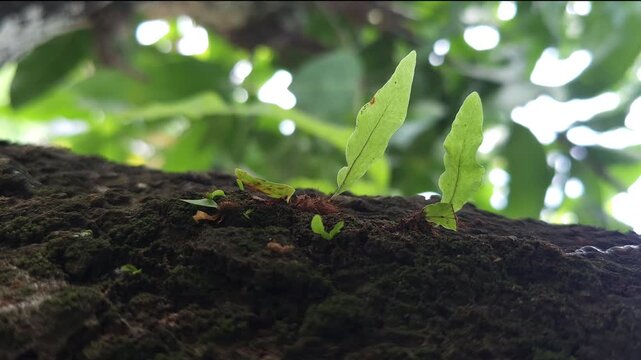 Close up view of small epiphytic Pyrrosia lanceolata fern leaves growing on a mossy tree trunk with blurred green foliage in the background