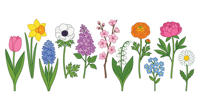 Colorful flowers isolated on white background