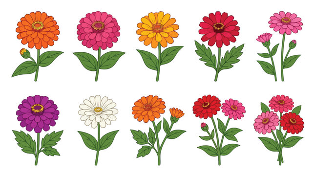 Colorful zinnias flowers on white background
