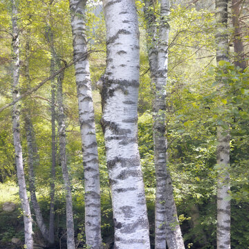 A dense grove of birch trees in a forested landscape in the Pyrenees, Cerdanya, Catalonia
