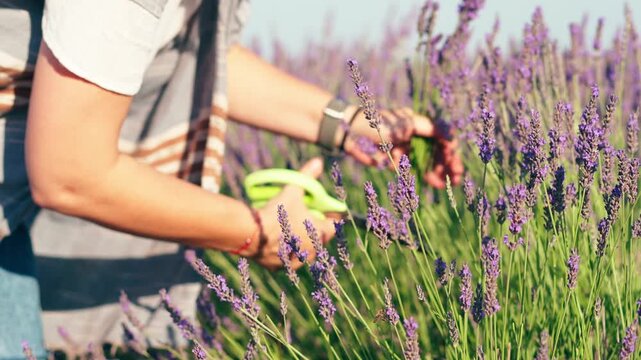 Close-up of female hands harvesting lavender with scissors, carefully cutting fresh flower stems from the bush during the summer blooming season.