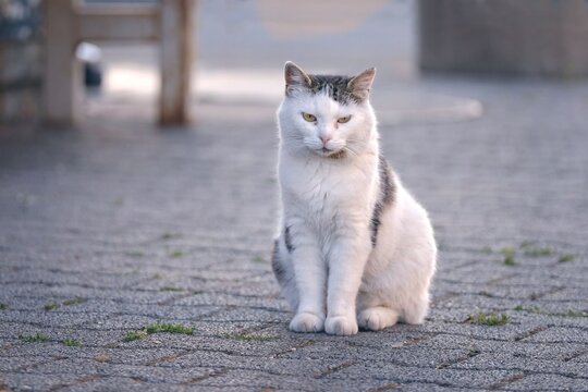 Stray cat is sitting in the backyard and cat looks away sadly. Horizontal image.