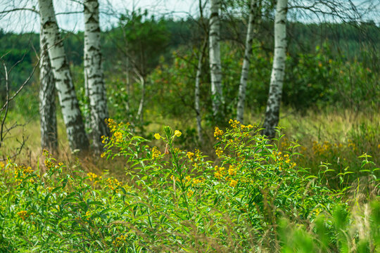 Yellow meadow flowers against a backdrop of white birches.