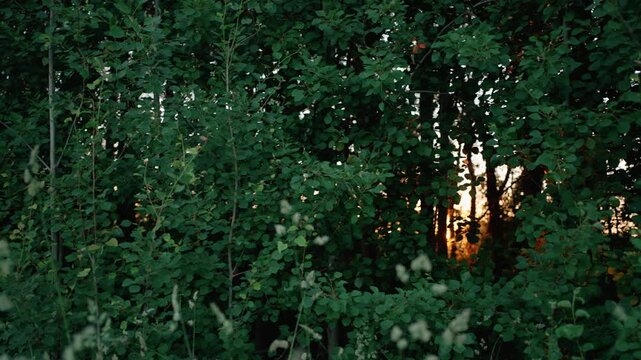 Golden sunbeams shining through dense green tree foliage as poplar fluff gently drifts through the air, creating a whimsical and atmospheric scene in a secluded summer forest