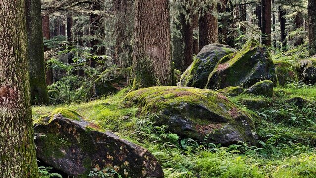 Peaceful green park in Manali surrounded by tall mature trees and dense foliage, creating a calm woodland atmosphere in the Himalayan foothills.
