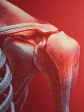 Shoulder joint humerus scapula anatomy close up detailed illustration of shoulder joint with humerus and scapula in red tone conveying clinical study and subtle emotional warmth