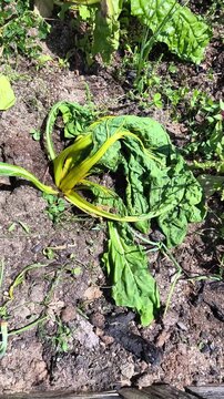 Wilted vegetable plant with roots damaged by vole feeding in garden bed, revealing underground crop pest damage, root destruction, harvest protection, rodent infestation and garden pest problem