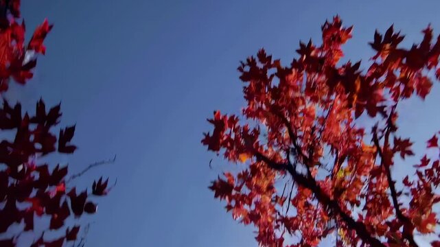 Vibrant autumn leaves in shades of red and yellow sway gently against a clear blue sky, sunlight filtering through the foliage in a serene outdoor setting