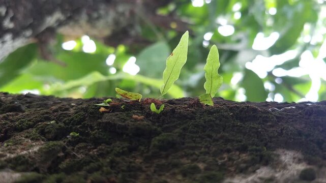 Close up of small green epiphytic fern leaves of the Polypodiaceae family growing on a mossy tree bark with blurred foliage in the background