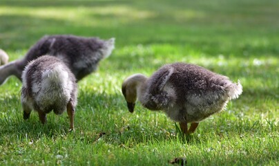 Fluffy domestic goslings grazing on fresh green grass during a sunny summer day. Close-up view of young geese feeding peacefully on a rural farm with soft natural light and copy space. © Karolina