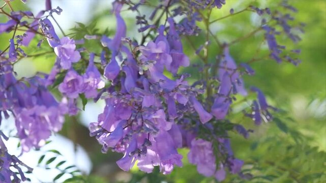 Jacaranda tree flowers, blooming violet flower closeup, beautiful ornamental tree blossom, blue flowers, acacia tree in summer park, slow motion 