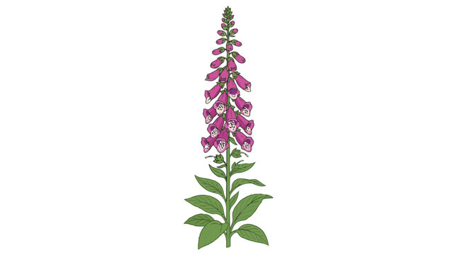 Foxglove flower plant with green leaves