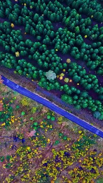 Top-down aerial view flying over a remote road separating a dark pine forest and moorland