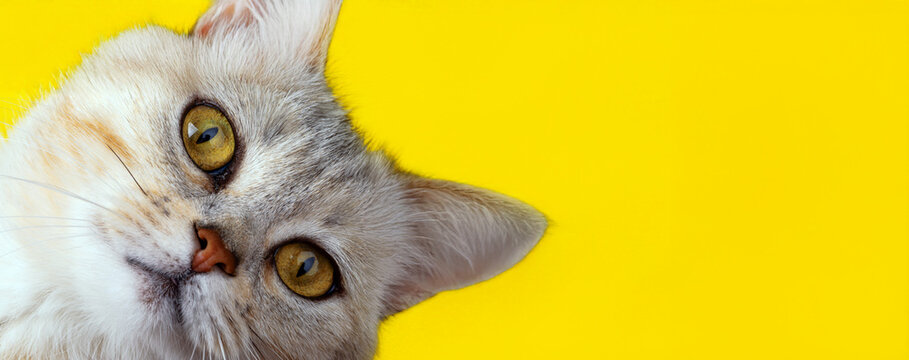 Close-up of a curious cat with bright yellow eyes against a vibrant yellow background, perfect for advertising, social media, or pet-themed designs.