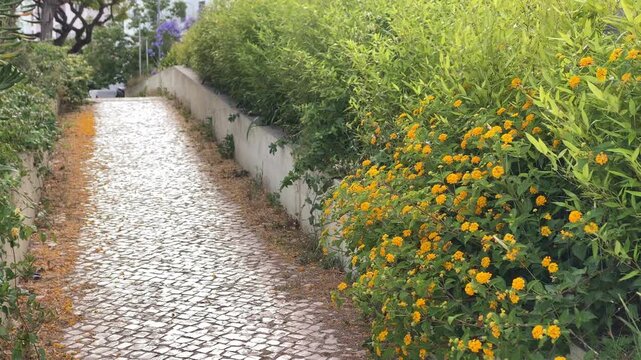 Winding cobblestone path leading upwards, flanked by vibrant yellow flowers and lush green foliage, suggesting an inviting journey