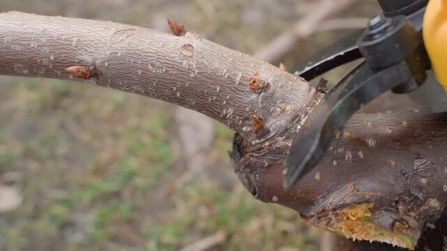 Pruning tree branch with pruning shears close-up in spring garden