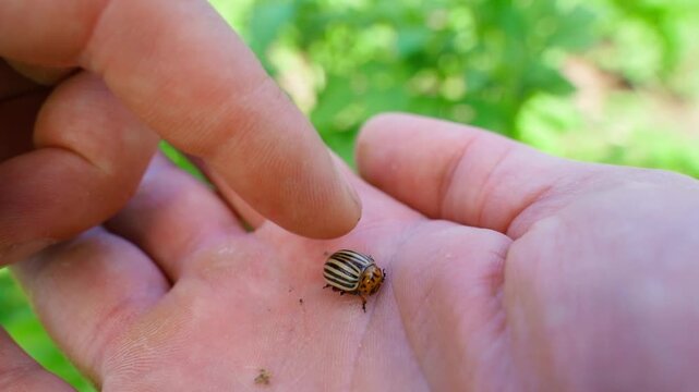 Colorado potato beetle crawling on human palm close-up in garden