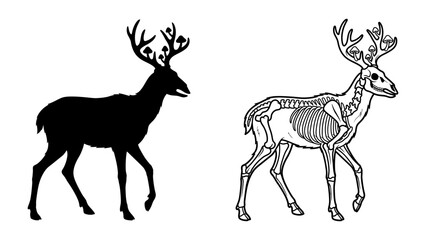 Deer Silhouette and Skeleton Anatomy: A detailed black silhouette of a walking deer stands beside a scientific illustration of its skeletal structure, showcasing its anatomy and form. © Takiya