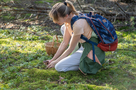 Summer mushrooms hunting, active pastime and healthy eating, smiling woman picking porcini in basket, happy female finder gathering edible boletus in forest, foraging wild fungi, natural food harvest.