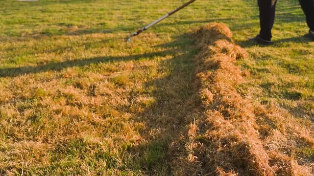 Person raking dry dead grass into rows on lawn during spring cleanup