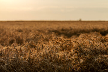 Obraz premium Golden wheat field at sunset. Beautiful rural landscape under scenic evening sky.