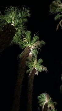 Palms illuminated by warm lights against a deep night sky, creating a magical tropical evening atmosphere.