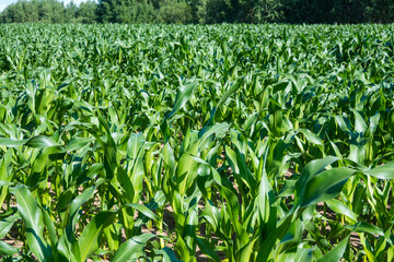 Naklejka premium Horizontal view of a lush green cornfield stretching toward a dense tree line under bright sunlight. Great for agricultural photography, farm-to-table concepts, and summer crop landscape backgrounds.