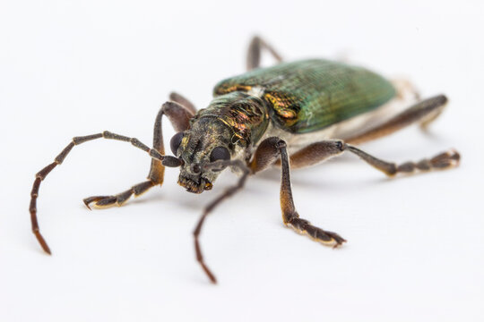Metallic green longhorn beetle Paragaurotes doris suvorovi &mdash; macro shot on white background.