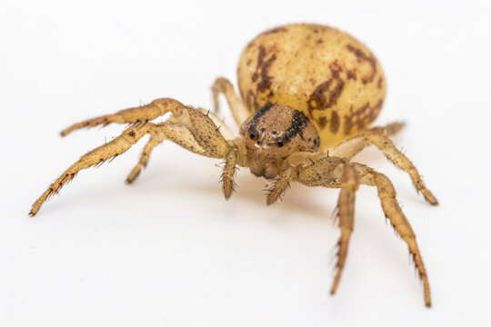 Zoropsis spinimana spider close-up: beige and brown patterned arachnid on white background.