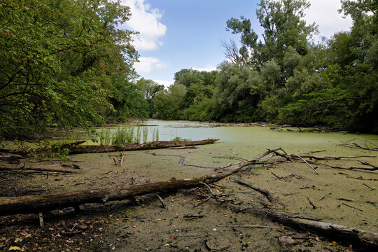 Algae-Covered Pond with Deadwood in germersheim