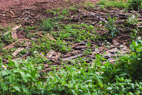 Green weeds and Bidens pilosa wild flowers growing through decaying wood chips and brown bark mulch on reddish laterite soil, showing organic composting and natural ground cover