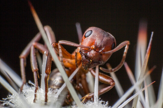 Red woodland ant (Formica lemani) portrait &mdash; sharp focus on compound eyes and mandibles.