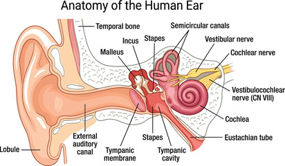 Anatomy of the Human Ear Medical Vector Diagram with Outer Middle and Inner Structure Labels for Healthcare Education and Science Textbooks © Nayem