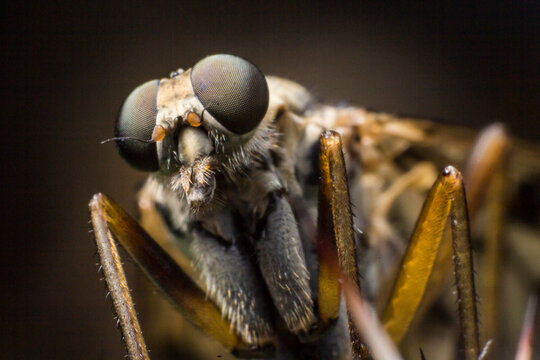 Tabanus fly portrait &mdash; detailed texture of legs and head of a common biting fly.
