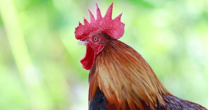 Rooster, Colorful rooster with bright red comb and glossy feathers against a blurred natural background, Bantam chicken, close-up