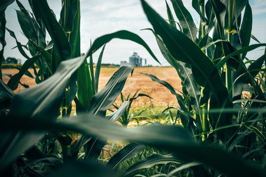 Grain storage silo seen beyond cultivated corn plants moving gently in the wind. Agriculture, harvest logistics and food production infrastructure theme.