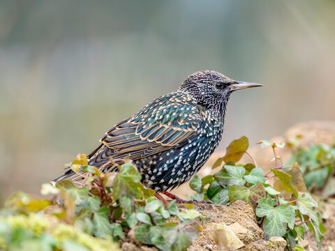 Etourneaux ( IA bruit )