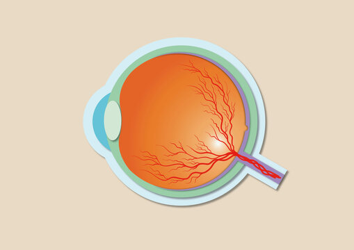 Eyeball cross section, illustration