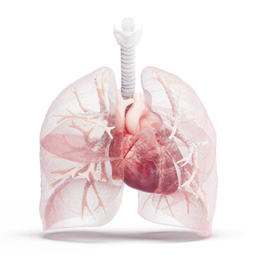 Illustration of the human cardiopulmonary system