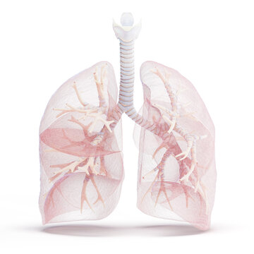 Illustration of the human respiratory system